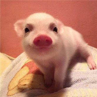 óٻٰڶ조걭 ҵ20֧Ӳ