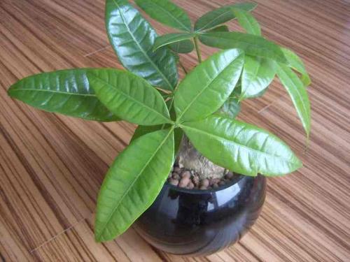 Å·ÃËÀíÊ»áÅú×¼2021Äê1ÔÂ1ÈÕÆðÁÙʱִÐÐӢŷÐÒé