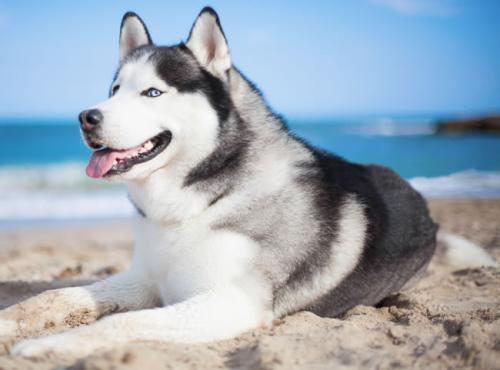 Сѧʱż ׶԰Ԫʱͣ԰